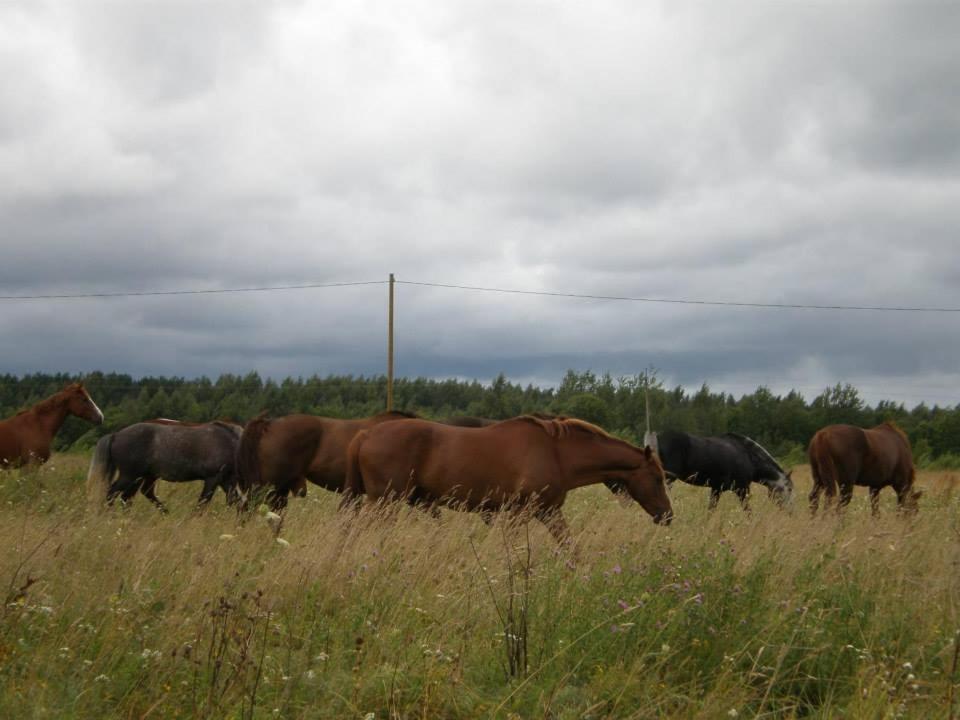 Sassi Talu Horsefarm Hotel Parnumaa Exterior photo