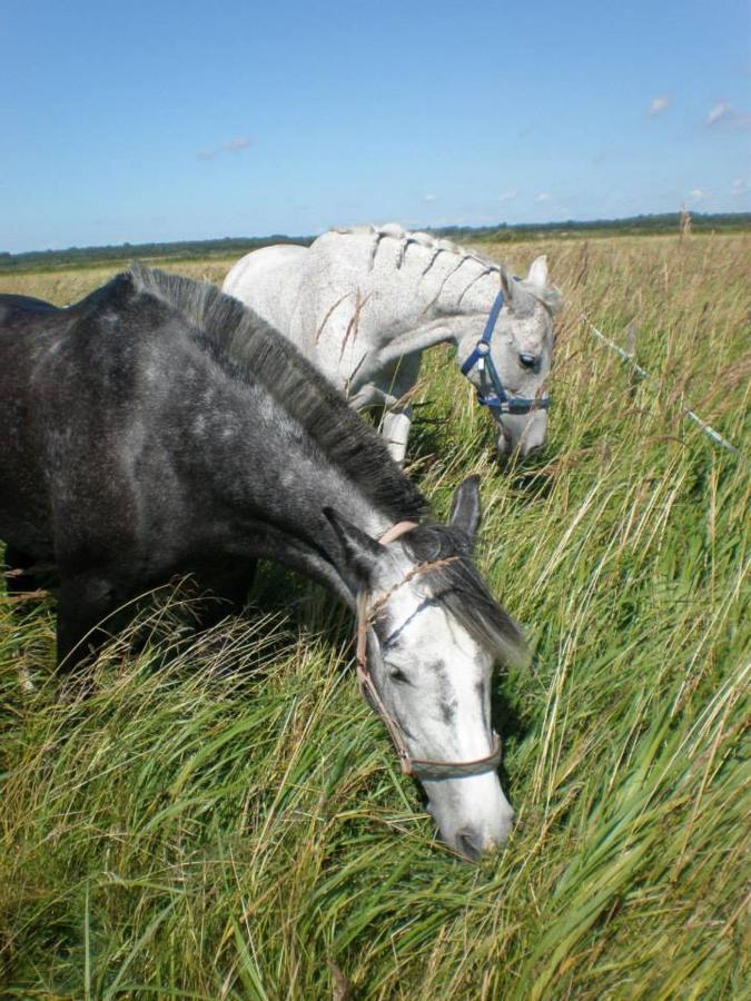 Sassi Talu Horsefarm Hotel Parnumaa Exterior photo
